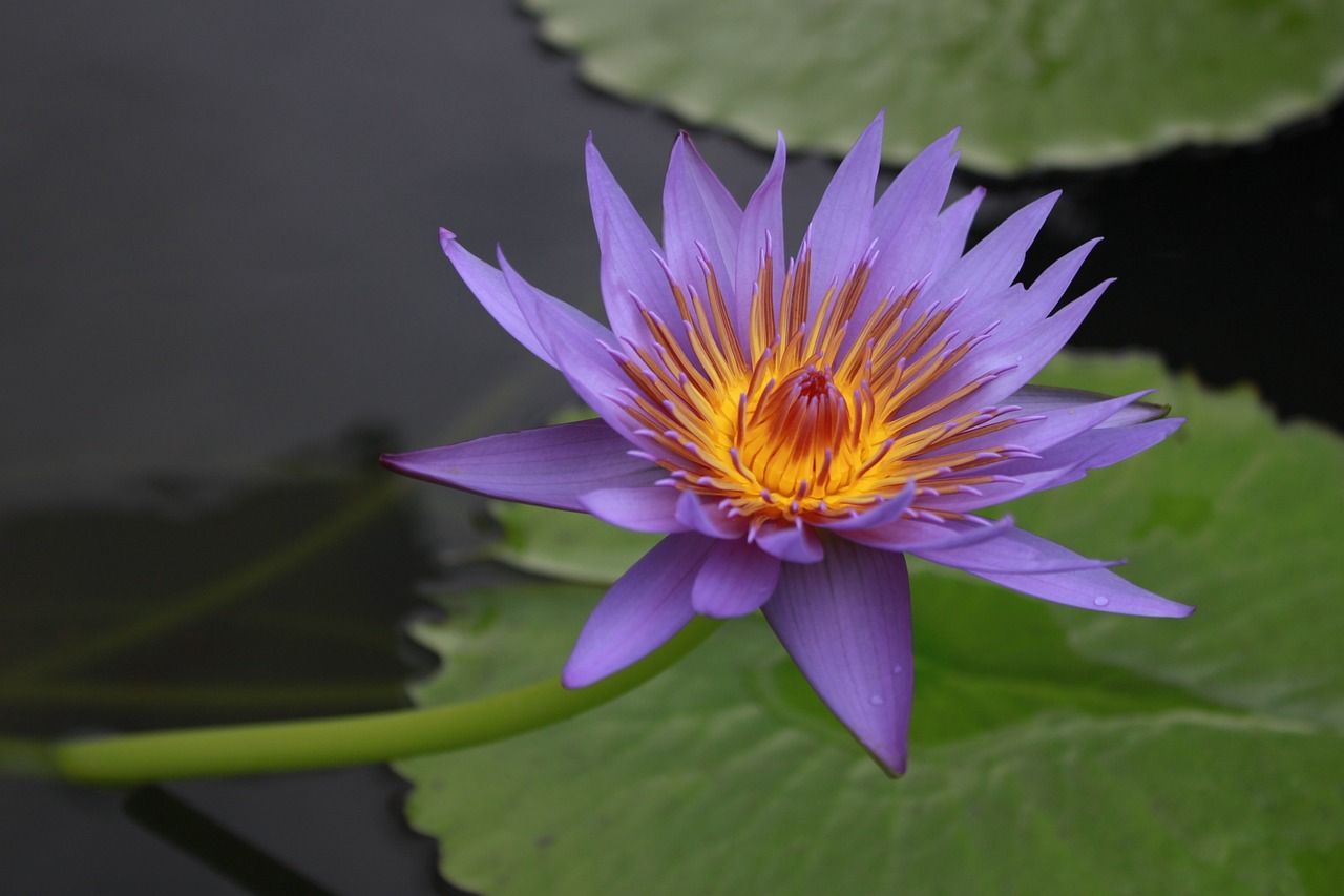 Buddhism and Western Philosophy - A Comparative Analysis